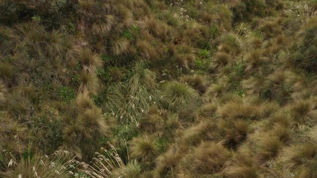 Close up of different types of plants in the andean mountains while slowly moving forwards
