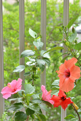 ハイビスカス　ベランダ © tamayura39