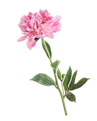 Blooming pink peony flower on white background isolated.