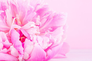 Floral pink background with copy space. Blooming peony flower close up. Soft focus.