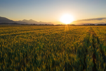 Aerial view of wheat field at summer sunset.