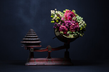 Still life: proteas and heather on an antique scale 