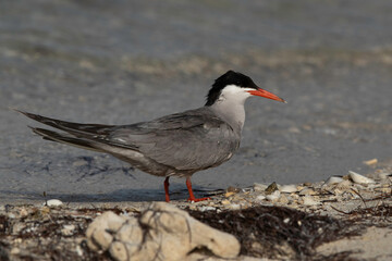 Terns are seabirds in the family Sternidae