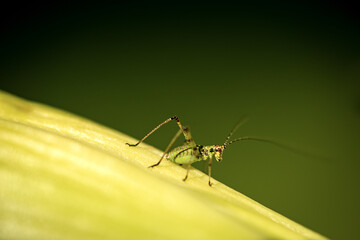 Macro Photography of a Cricket Insect on a Green Leaf