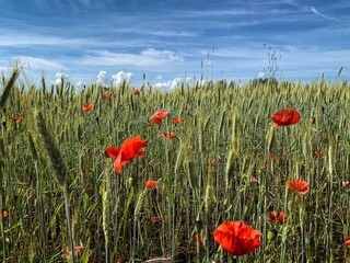 Poppy field
