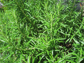 fresh rosemary