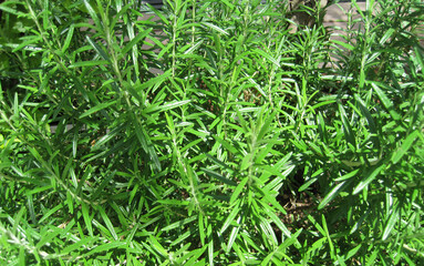 fresh rosemary