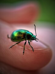 Green bug on a finger