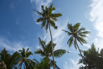 Fototapeta na wymiar photo of seven huge tall big tropical palm trees blue sky with clouds background in warm exotic Goa, India during travel for summer vacation holiday