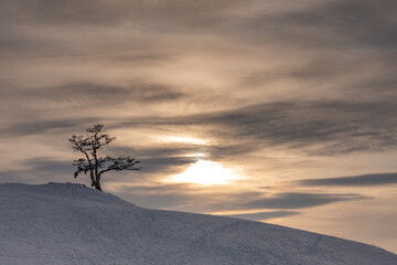 Obraz premium Tree of desires on cape Burhan of Olkhon Island on Lake Baikal, Russia