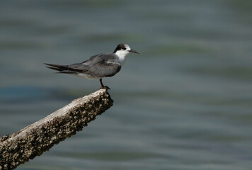 Juvenile White-cheeked Tern at Busaiteen coast, Bahrain