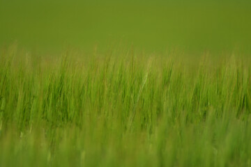 Bright green field in summer time.