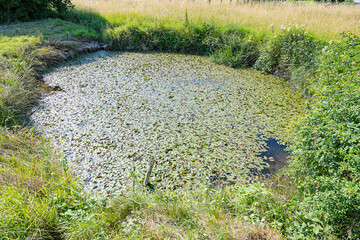Mit Planzen bedeckter Wasserteich bei Hitzkirch, Luzern, Schweiz