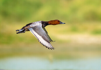 common  pouchard duck in flight in blur background,The common pochard is a medium-sized diving...