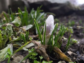 snowdrops in the snow