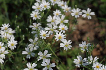 weiße Blütenpracht
