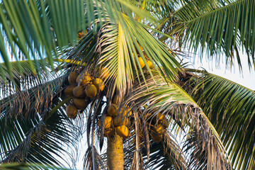 natural close up day shot of a tall palm trees with large green leaves, branches and coconuts on a clear blue sky background. Sri Lanka island
