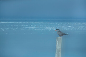 Two image merged together in camera showing the White-cheeked Tern with pollutant floating on water...