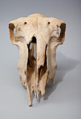 Czaszka barana na szarym tle. © AP-STUDIO