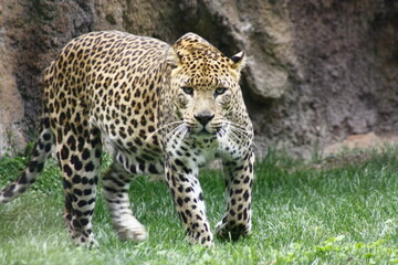 Impressive leopard staring intently ahead, challenging with its feline eyes