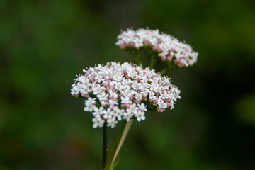 close up of a valerian flower