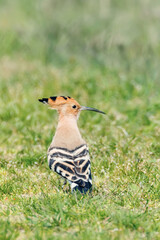 Hoopoe, Common Hoopoe (Upupa epops) Eurasian Hoopoe