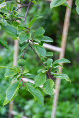 ripe plums on a tree