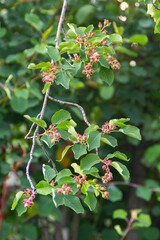 branch of a red currant
