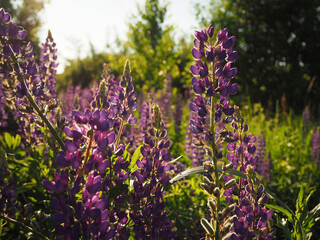 Glade of lupins of lilac-pink flowers, whose buds shimmer in the sun.