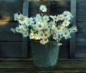Rustic still life with daisies in a bucket on a wooden background.