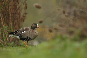 Lesser white fronted goose walk.