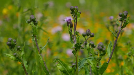 Blumenwiese