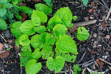 fresh herbs in a garden