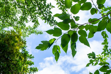 澄んだ青空と日に透ける木々の葉