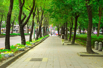 Naklejka premium Walk in the Park Early Morning.