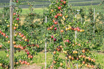 Apfelplantage bei Hitzkirch, Luzern, Schweiz