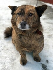 dog in snow