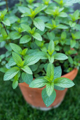Potted mint