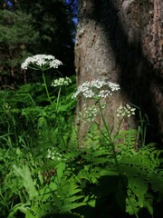 Fern in a summer forest in the middle of a warm June