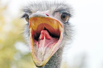 Zelfklevend Fotobehang Angry Ostrich Close up portrait, Close up ostrich head (Struthio camelus) © allexxandarx