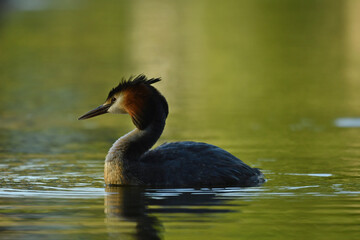 Great crested grebe on the water.