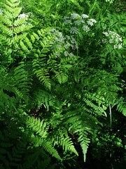 Fern in a summer forest