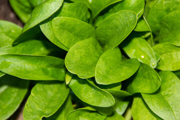 spinach leaves in a garden