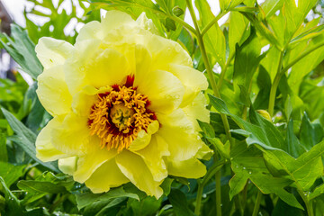 Paeonia bartzella with blossom (Halbstrauchige Garten-Pfingstrose) © AventuraSur