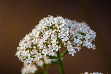 close up of a valerian flower