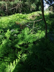 Fern in a summer forest