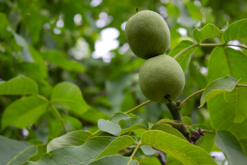 Young walnuts on a branch. The green immature fruits of walnut. Background of green leaves