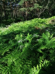 Fern in a summer forest