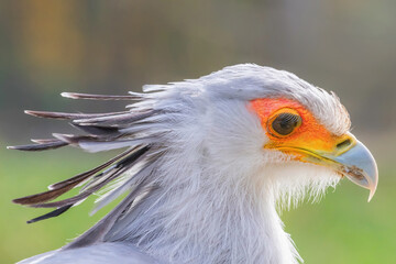 Secretarybird Close up portrait, African bird of prey (Sagittarius serpentarius)