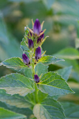 violet flower in the garden